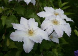 Clematis Gladys Picard / Klemátisz Iszalag fehér virágú